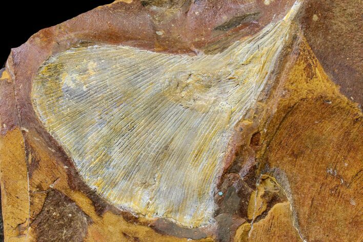 Fossil Ginkgo Leaf From North Dakota - Paleocene #156229
